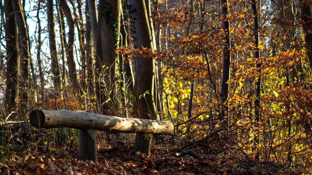 Herbstlicher Wald mit Bank