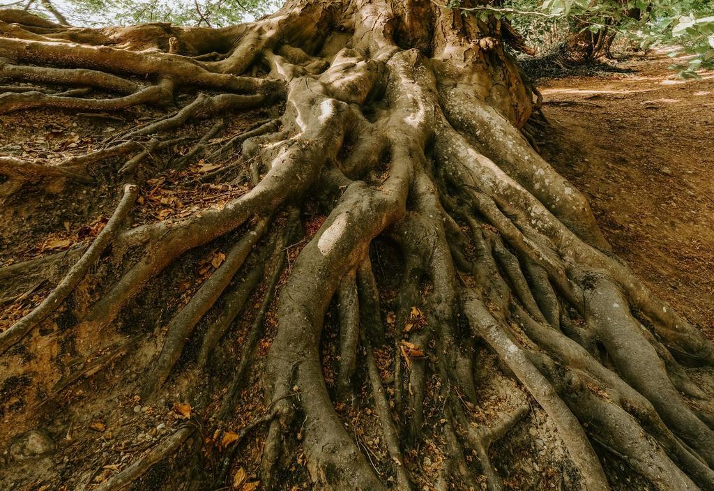 Alter Baum mit weit verzweigten Wurzeln
